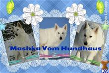 white swiss shepherd puppy posted by Kevindaley
