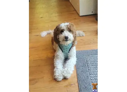 Teddy available Goldendoodles puppy located in GAINES