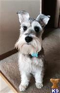 Russell available Miniature Schnauzer puppy located in Columbia