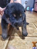 german shepherd puppy posted by Kham14086