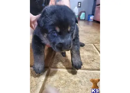 German Shepherd