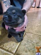 german shepherd puppy posted by Kham14086