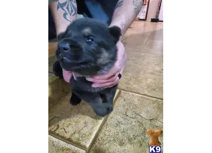 German Shepherd