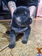 german shepherd puppy posted by Kham14086