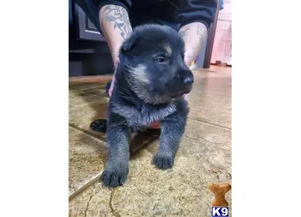 German Shepherd