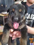 german shepherd puppy posted by Kham14086