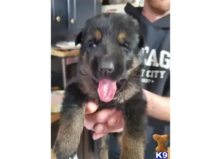 German Shepherd