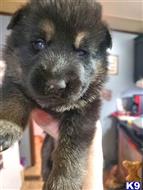 german shepherd puppy posted by Kham14086