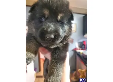 German Shepherd