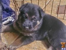 german shepherd puppy posted by Kham14086
