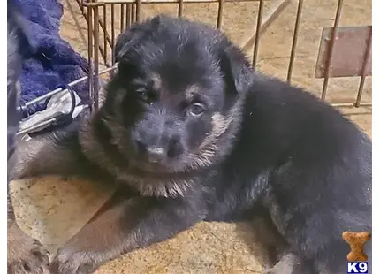 German Shepherd