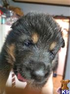 german shepherd puppy posted by Kham14086