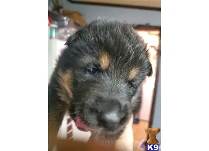 German Shepherd