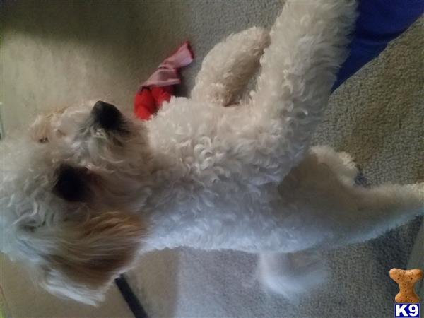 Bichon Frise stud dog