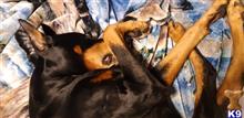 Sylar available Doberman Pinscher puppy located in LAKEPORT
