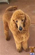 poodle puppy posted by Kidzrgrat