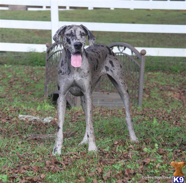 great dane puppies for sale in alabama 500 server error great dane puppies for sale in alabama 500 server error