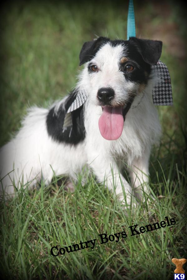 Jack Russell Terrier Puppy for Sale NEED TO PLACE TODAY Shortie Jack