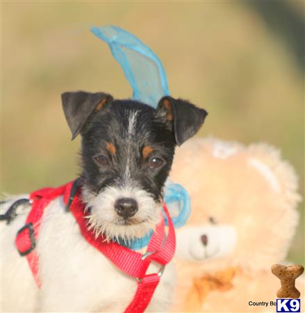 jack russell terrier puppy posted by KimBarber