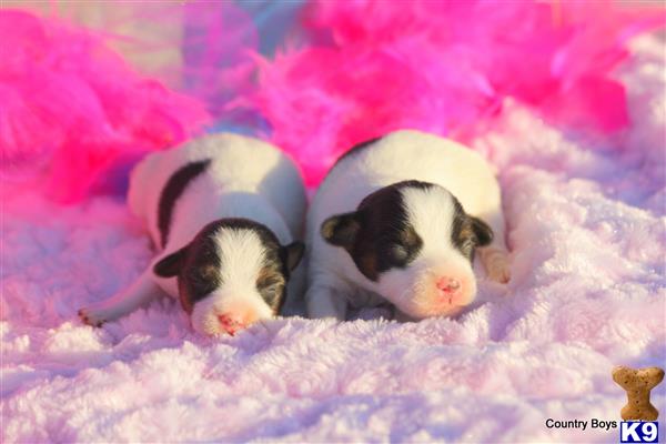 jack russell terrier puppy posted by KimBarber