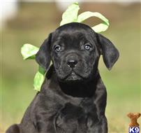 cane corso puppy posted by KimBarber