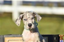 great dane puppy posted by KimBarber