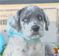 great dane puppy posted by KimBarber