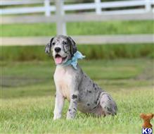 great dane puppy posted by KimBarber