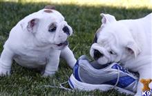 english bulldog puppy posted by Kimberlay