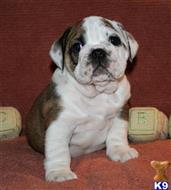 English Bulldog