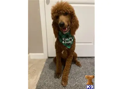 King Arthur available Poodle puppy located in QUEEN CREEK