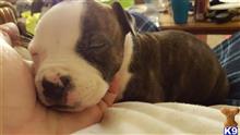 american pit bull puppy posted by Kingme1983
