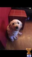 Coton De Tulear