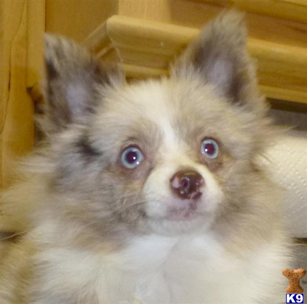 4 lb pomeranian pomeranian puppy for sale chocolate dilute parti 4 lbs 7 years 4 lb pomeranian pomeranian puppy for sale chocolate dilute parti 4 lbs 7 years