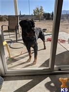 Rottweiler