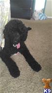Gallerys Royale Beauregard available Poodle puppy located in CONWAY