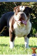 old english bulldog puppy posted by Klicciardi