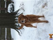 Grizz available Golden Retriever puppy located in REYNOLDSBURG
