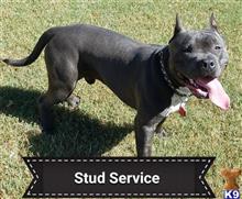 Ringo available American Bully puppy located in OZARK