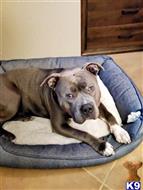 Dolla Bill  available American Bully puppy located in TUCSON