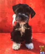 miniature schnauzer puppy posted by KristinLS25