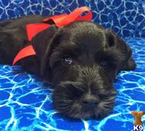 miniature schnauzer puppy posted by KristinLS25