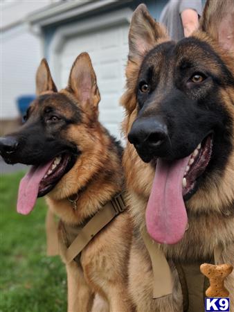 German Shepherd stud dog