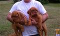 dogue de bordeaux puppy posted by KromeAveRanch