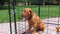 dogue de bordeaux puppy posted by KromeAveRanch