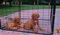 dogue de bordeaux puppy posted by KromeAveRanch