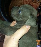 american bully puppy posted by Krstis1972