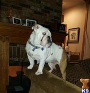 Marvin available English Bulldog puppy located in BATESVILLE
