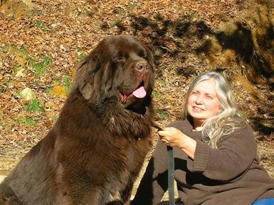 newfoundland puppies for sale in va newfoundland puppy for sale brown newfoundland pups 6 years newfoundland puppies for sale in va newfoundland puppy for sale brown newfoundland pups 6 years