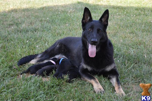 german shepherd puppies tennessee german shepherd puppies for sale in tennessee german shepherd puppies tennessee german shepherd puppies for sale in tennessee
